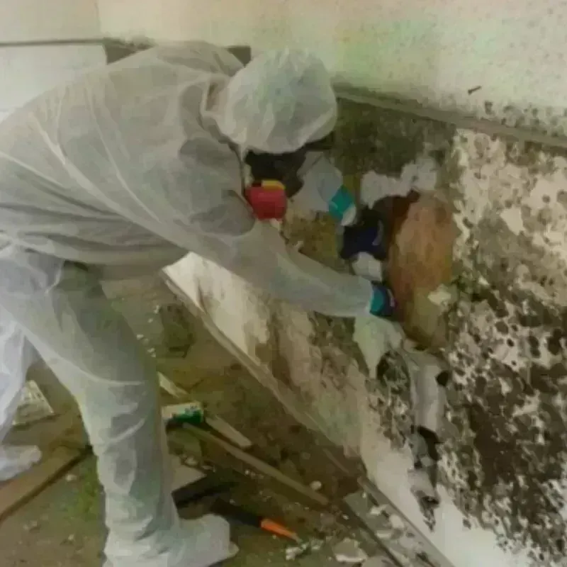 Mold Remediation and Removal in Brambleton, VA